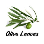 Olive leaves with a single green olive on a white background, labeled 'Olive Leaves'.