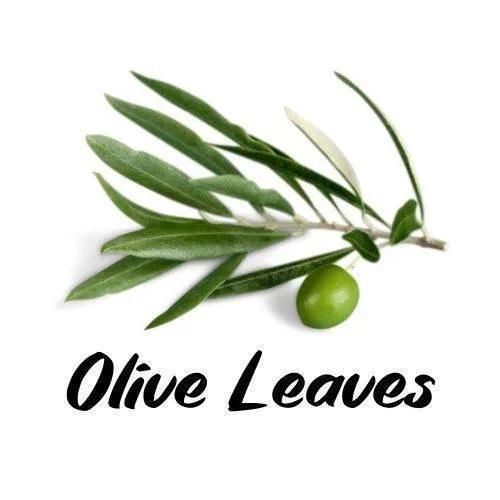 Olive leaves with a single green olive on a white background, labeled 'Olive Leaves'.