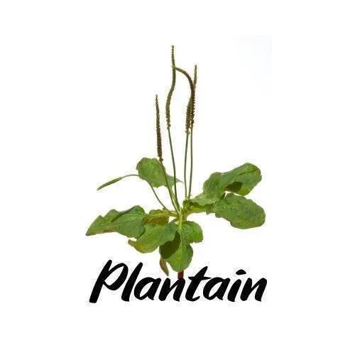 Plantain plant with the word 'Plantain' written below on a white background