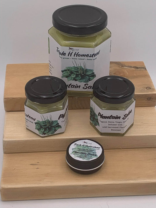 Plantain Salve - Triple H Homestead & THH Country Store -- 