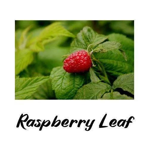 Raspberry on a leaf with text 'Raspberry Leaf' on a white background