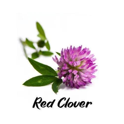 Red clover flower with green leaves on a white background