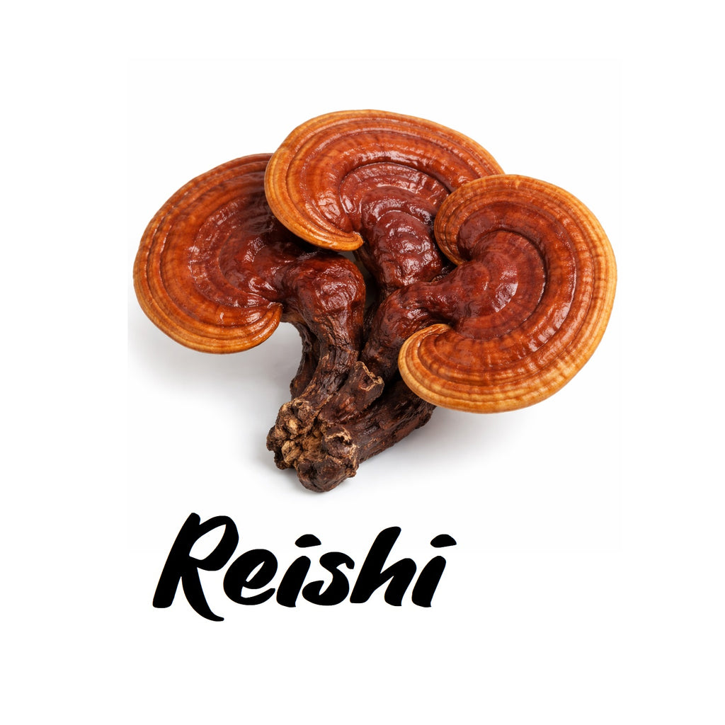 Reishi mushrooms on a white background with the word 'Reishi' below them.