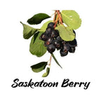 Saskatoon berries on a branch with green leaves on a white background