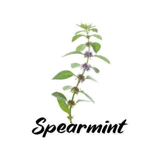 Spearmint plant with the word 'Spearmint' below it on a white background