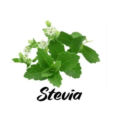 Stevia plant with leaves and flowers on a white background