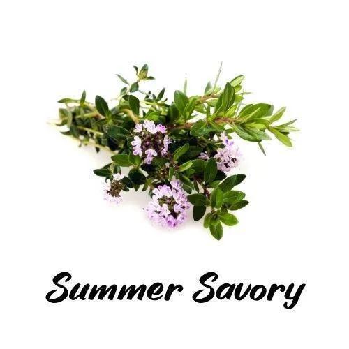 Bouquet of summer savory with green leaves and purple flowers on a white background