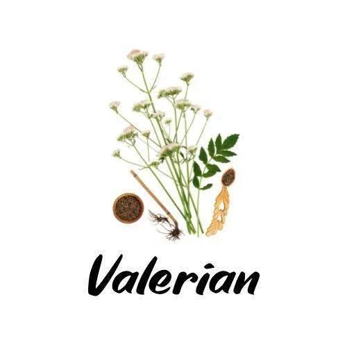Valerian plant with roots and seeds on a white background, featuring the word 'Valerian'.