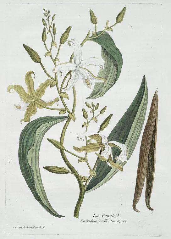 Botanical illustration of a plant with green leaves and white flowers on a light gray background