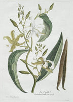 Botanical illustration of a plant with green leaves and white flowers on a light gray background