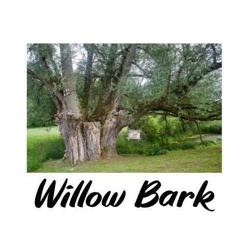 Large tree with willow bark in a natural setting, featuring the text 'Willow Bark'.