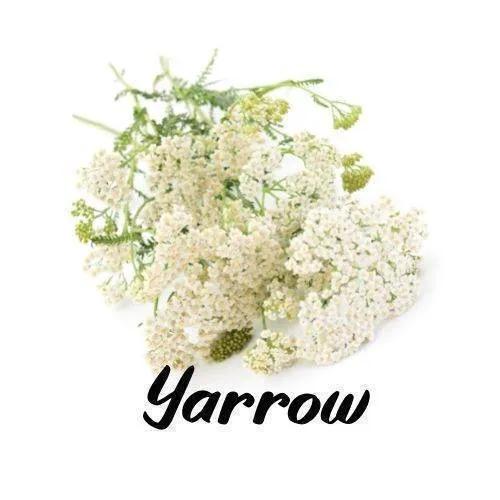 Yarrow flowers on a white background with the word 'Yarrow' below them.