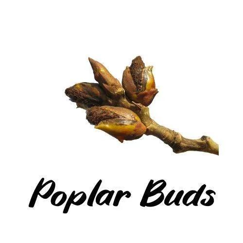 Poplar buds on a branch with the text 'Poplar Buds' on a white background
